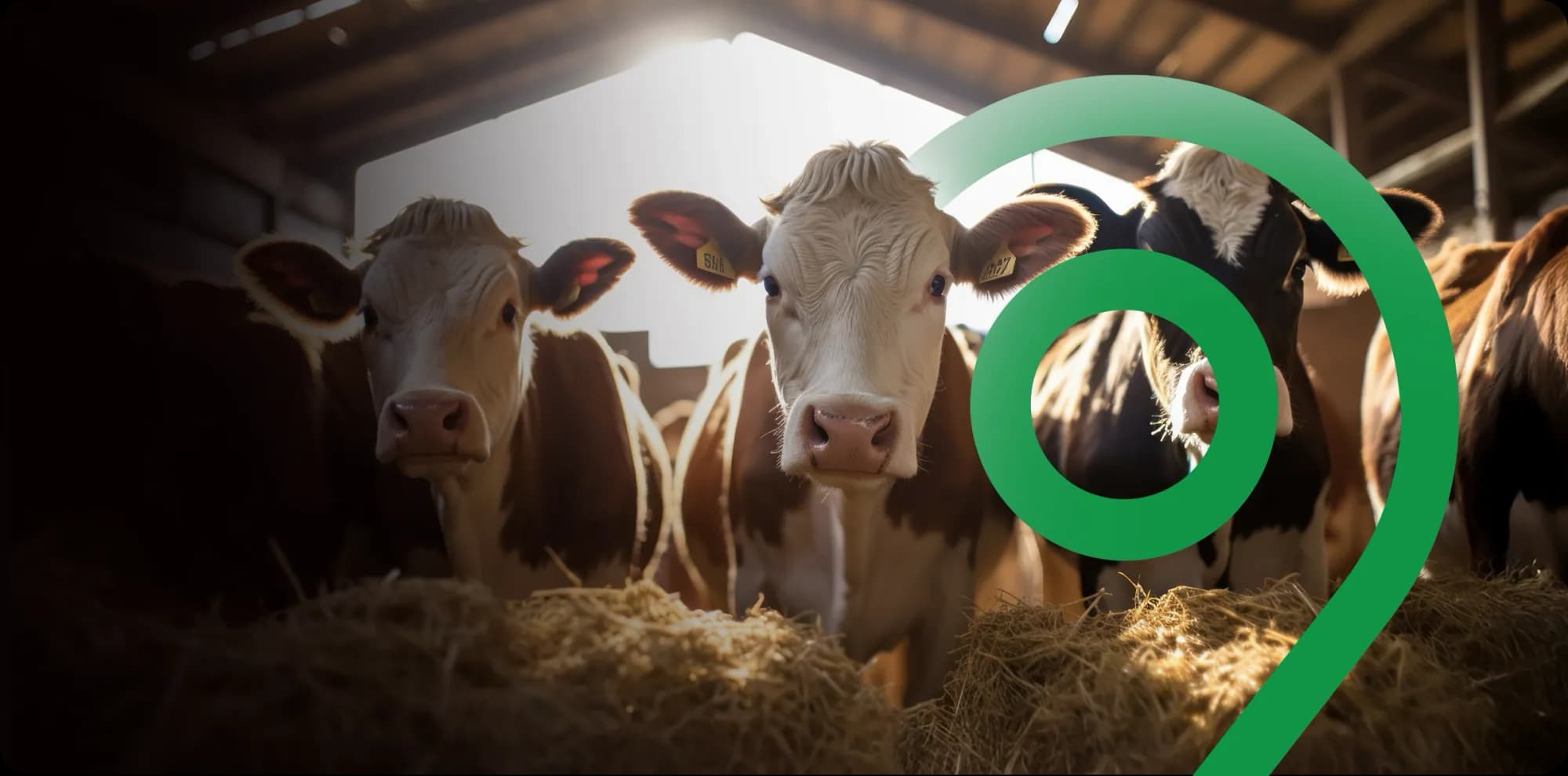 A KSE facility with cattle grazing in front, from kselimited.com